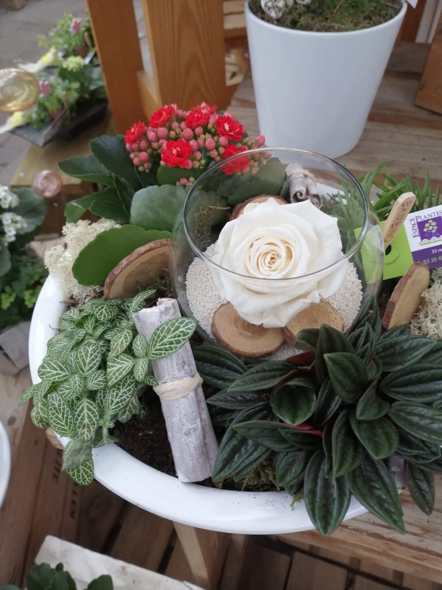Espace plantes