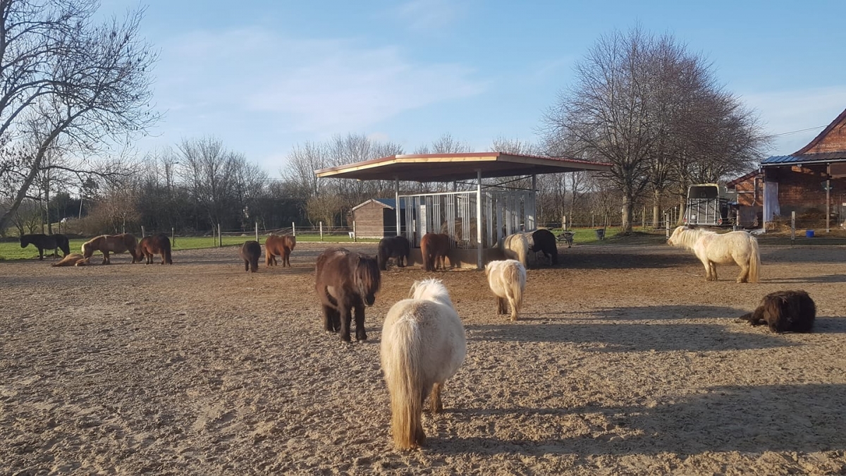 A cheval Leyval